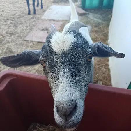 Agriturismo Podere La Selva Farm stay Serre Di Rapolano
